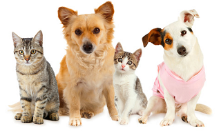 Free Pet Stuff & discounts for Cats n Dogs