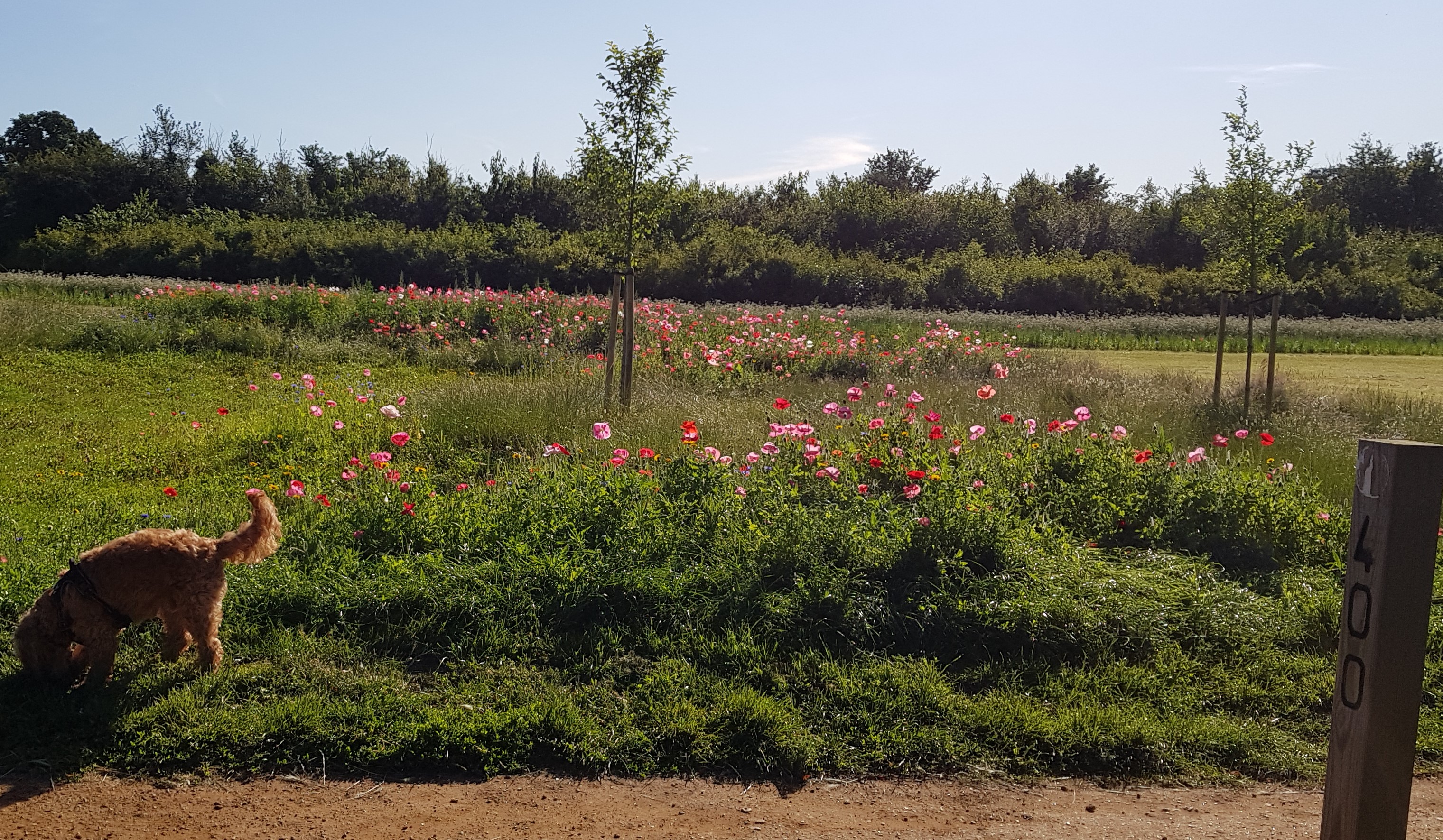 Long Grass in Parks for Dogs
