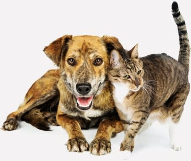 Bought By Many Pet Insurance review