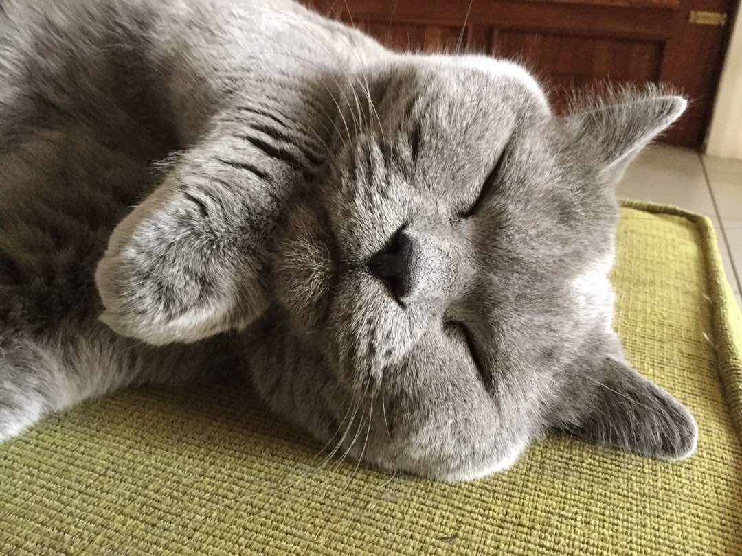 cute British Blue cat sleeping
