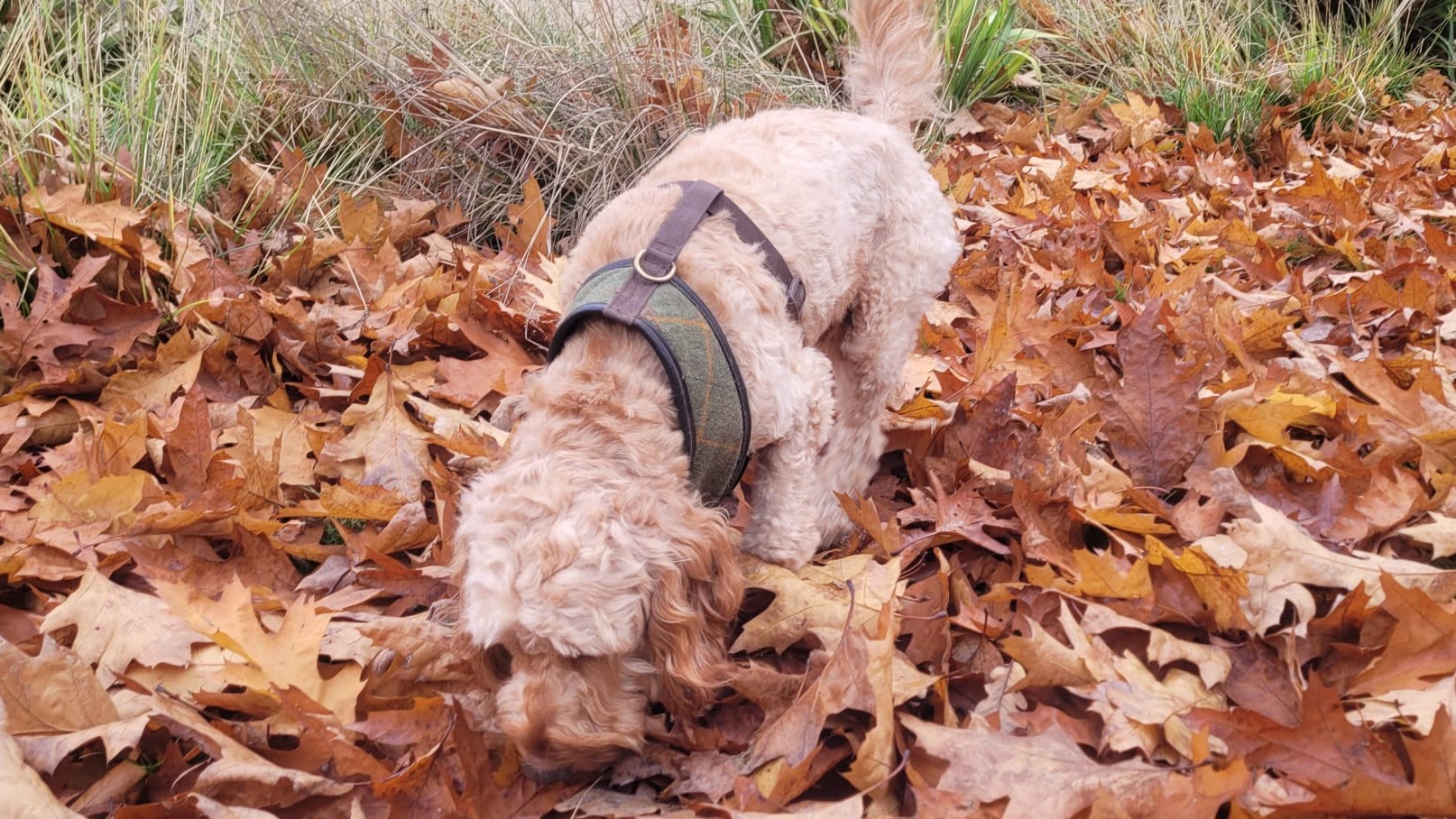 Wilbur the Cockerpoo hunting for truffles