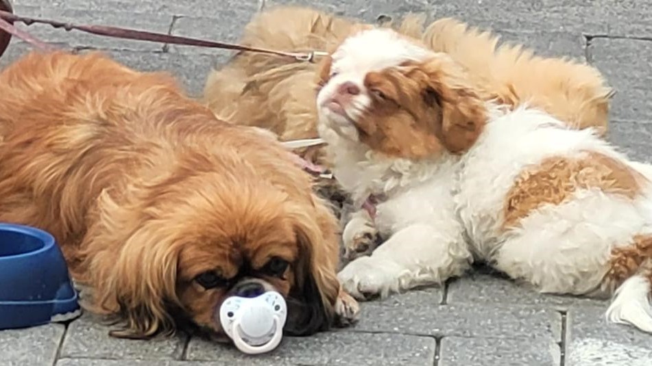 Puppy dog sucking a dummy