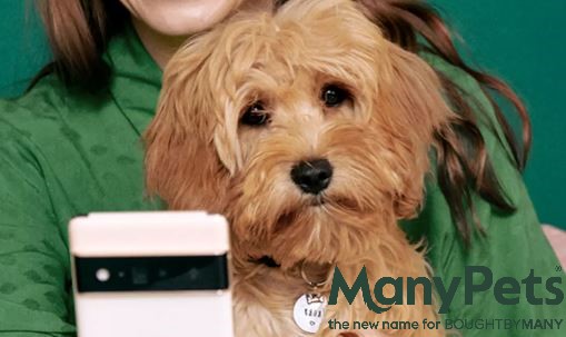 Many Pets Cheaper Pet Insurance
