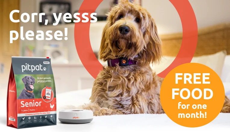 PitPat 1 month free dog food bag