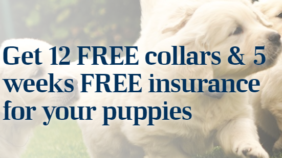 5 weeks free pet insurance