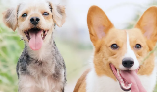 Buddy & Lola Discount Code