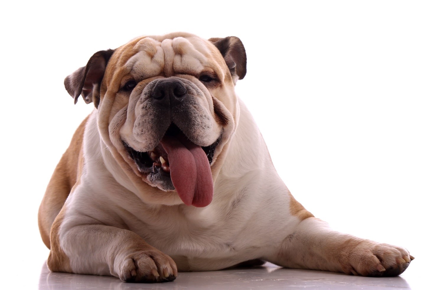 Rising Problem of Dog Obesity