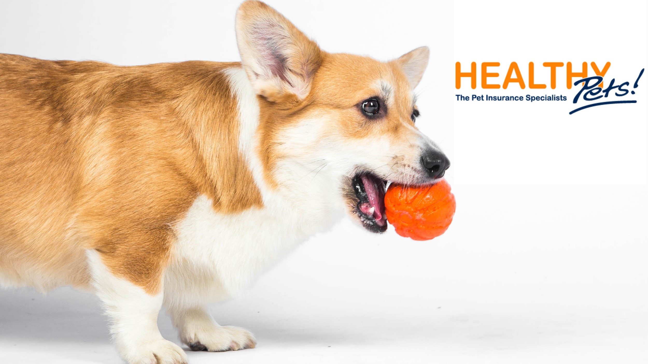 Healthy Pets Insurance Reviews