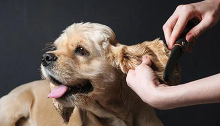 Holly & Hugo discount dog grooming behaviour courses