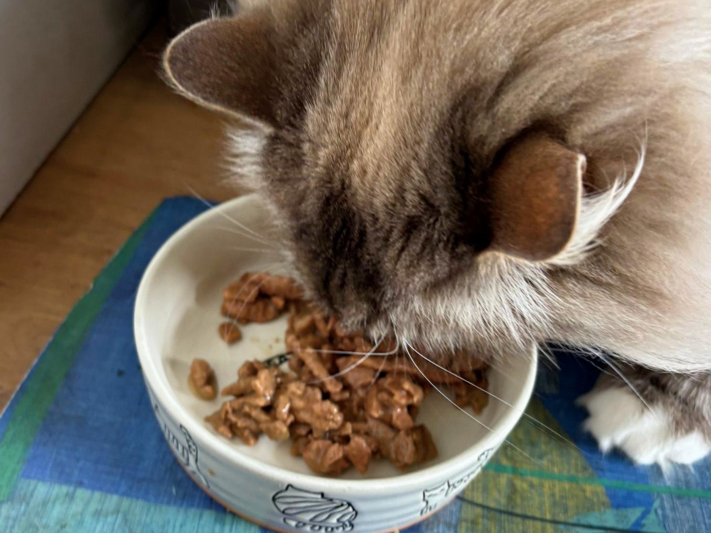Cat eating Untamed food