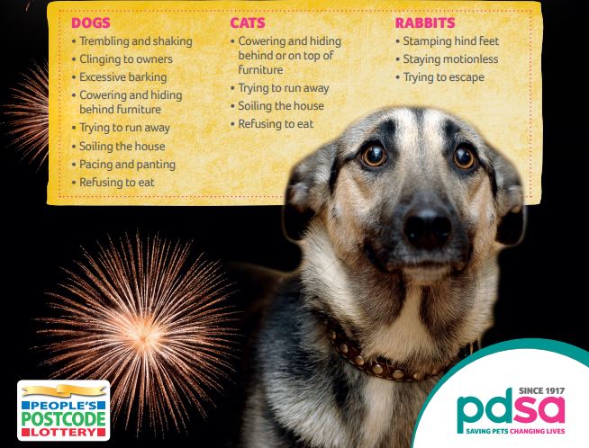 Free PDSA Fireworks Top Tips Guide for calming pets