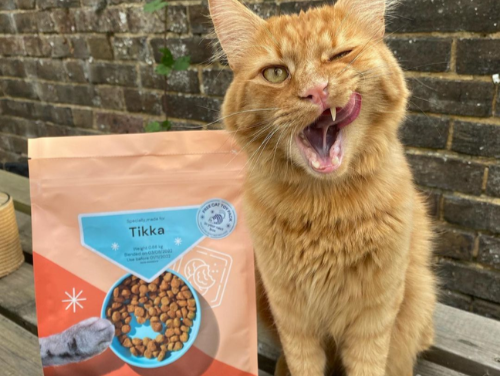 Republic of Cats 2025 Discount Code