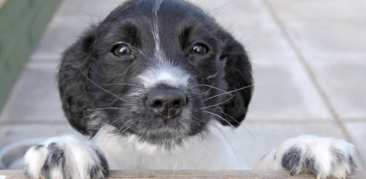 Cheap RSPCA pet insurance and freebie