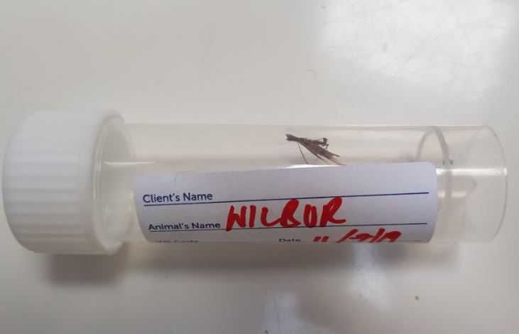 Grass Seed Ear Dog Injury