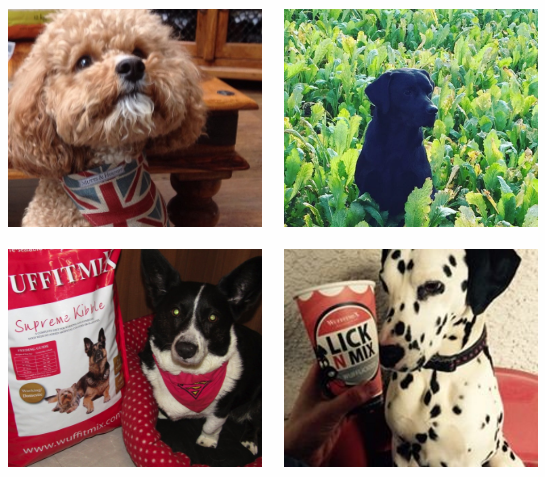 Wuffitmix free dog food sample