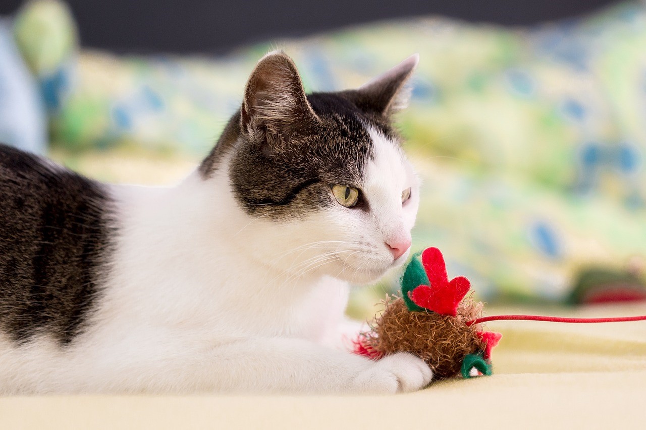 Homemade christmas gifts for cats