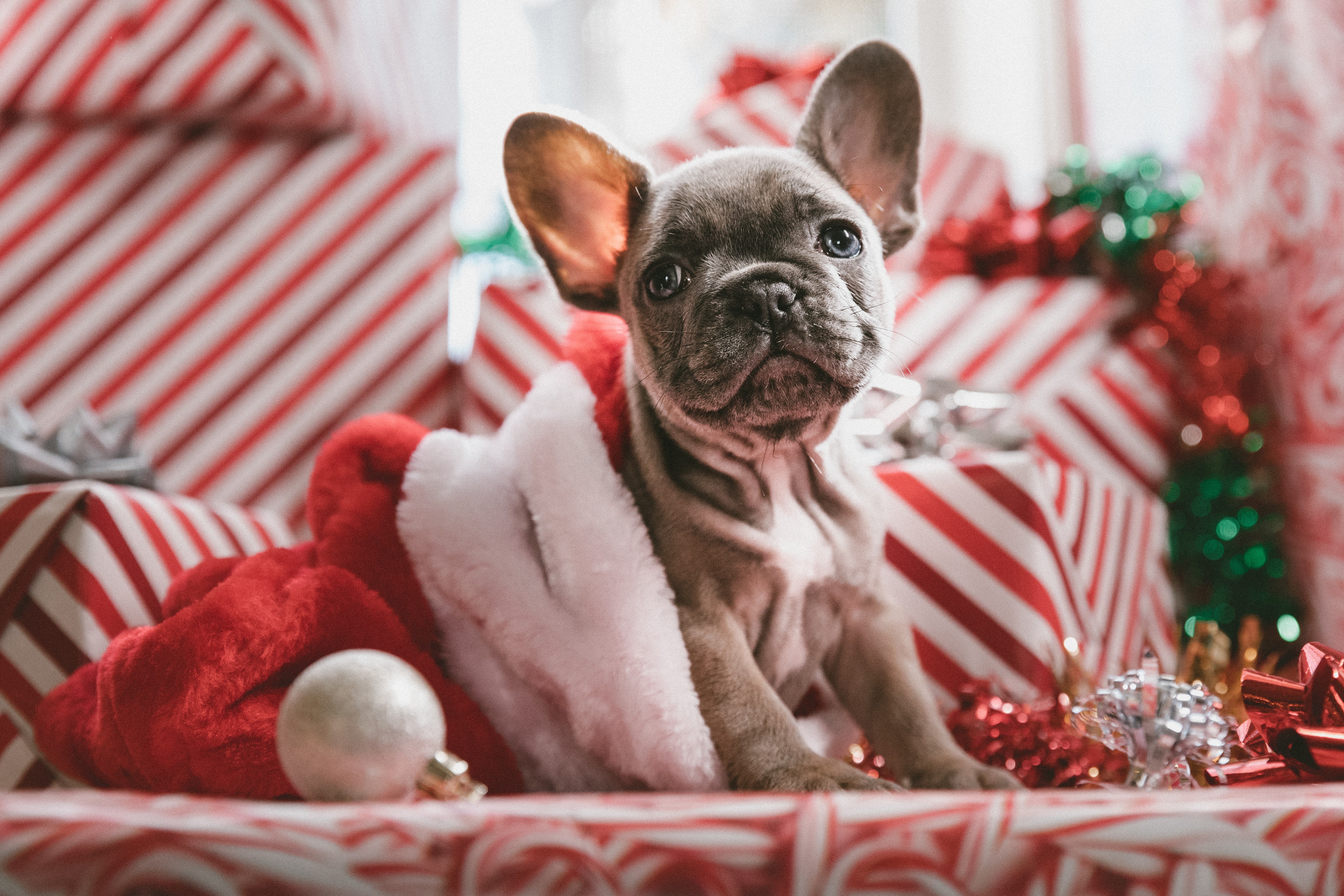 Christmas gift for pugs